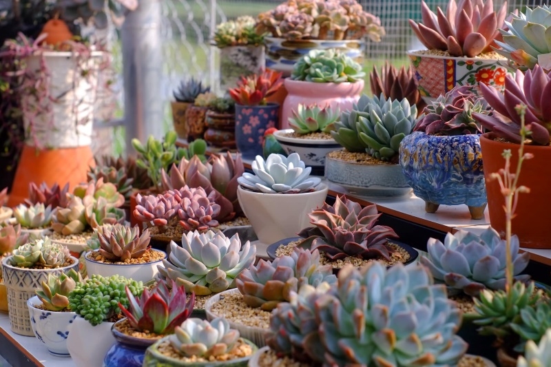 Cách chăm sóc sen đá hình 2