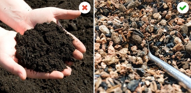 Cách chăm sóc sen đá hình 8