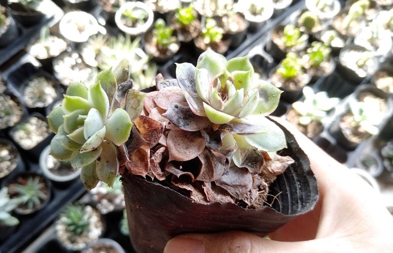 Cách chăm sóc sen đá hình 7