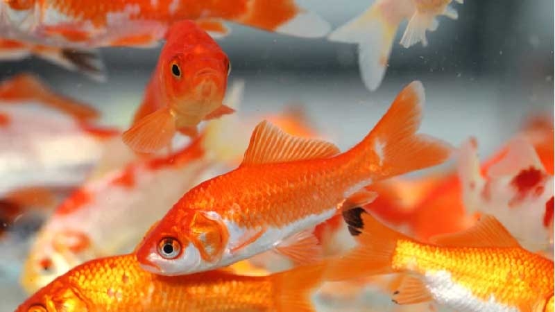 cá mồi 5