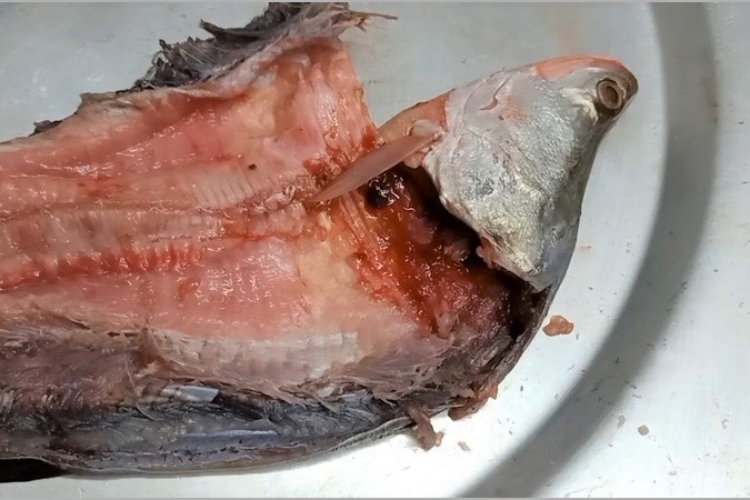 Làm cá thác lác rút xương, "bỏ túi" ngay 3 mẹo hay này đảm bảo cá sạch xương trong tích tắc - hình 2