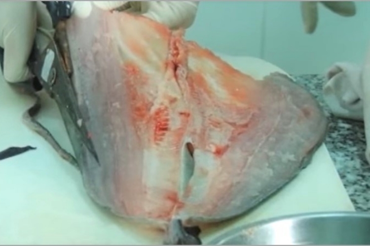 Làm cá thác lác rút xương, "bỏ túi" ngay 3 mẹo hay này đảm bảo cá sạch xương trong tích tắc - hình 4