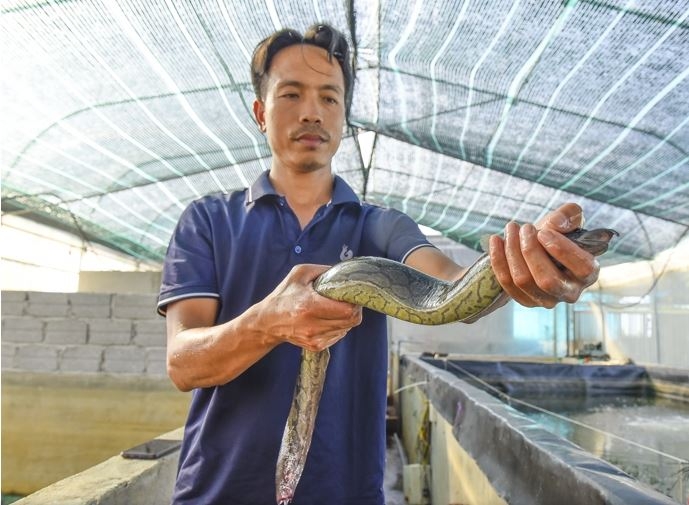 cá chạch chấu 3