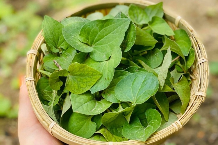 lá diếp cá