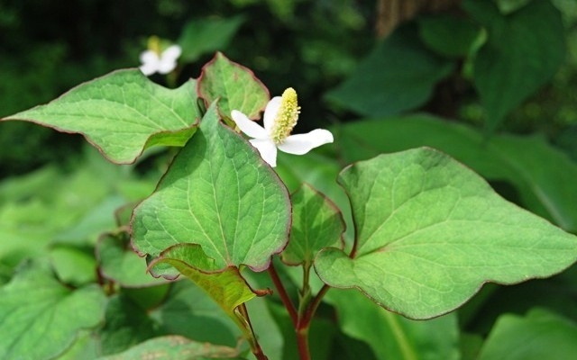lá diếp cá 1