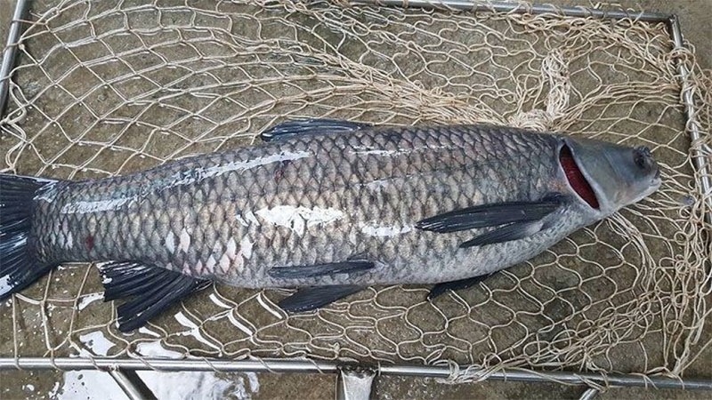 Cá sông hình 2