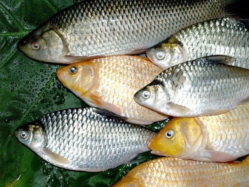 Cá sông hình 3