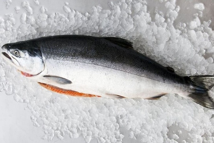 Cá hồi là cá gì, sống ở đâu, bao nhiêu tiền 1kg? Những món ăn ngon từ cá hồi 1