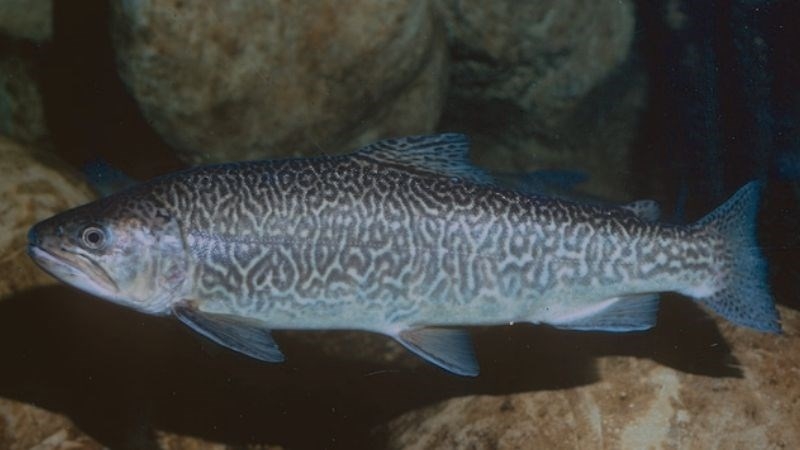 Cá hồi là cá gì, sống ở đâu, bao nhiêu tiền 1kg? Những món ăn ngon từ cá hồi 2