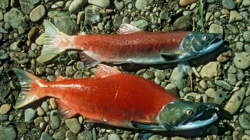 Cá hồi là cá gì, sống ở đâu, bao nhiêu tiền 1kg? Những món ăn ngon từ cá hồi 4