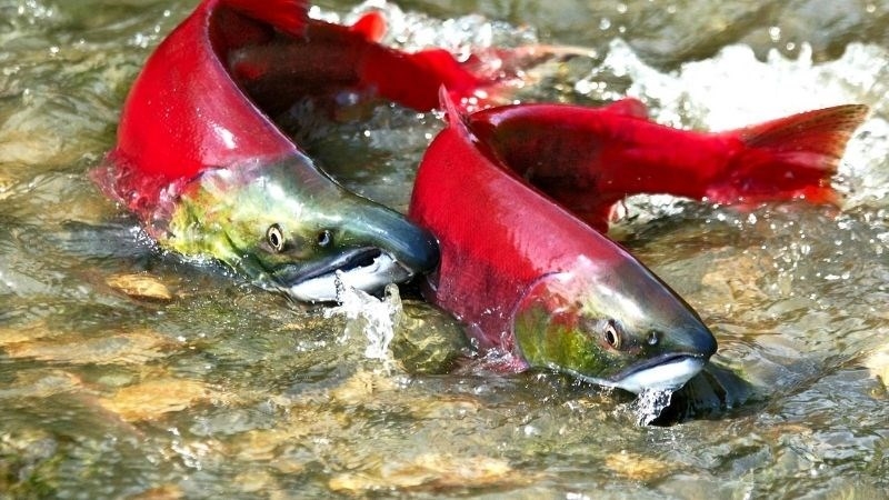 Cá hồi là cá gì, sống ở đâu, bao nhiêu tiền 1kg? Những món ăn ngon từ cá hồi 5