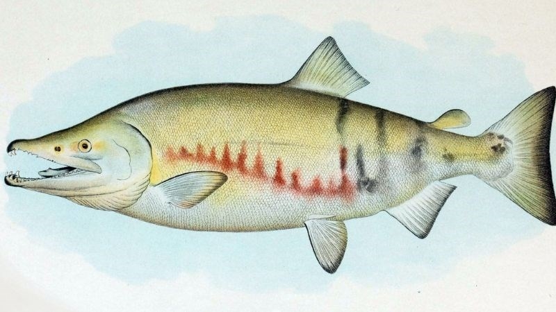 Cá hồi là cá gì, sống ở đâu, bao nhiêu tiền 1kg? Những món ăn ngon từ cá hồi 7