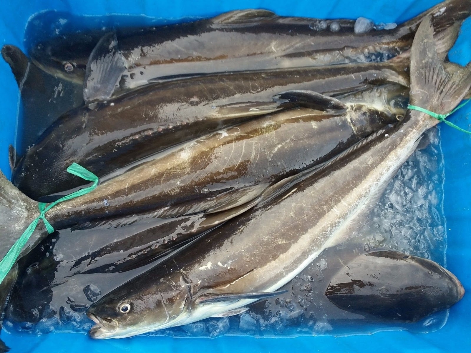 cá nước lợ 1
