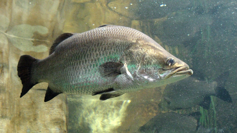 cá nước lợ 2