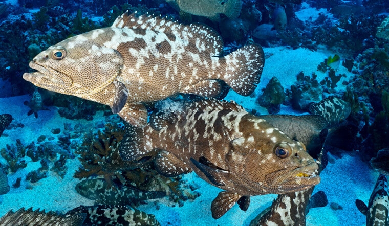 cá nước lợ 3