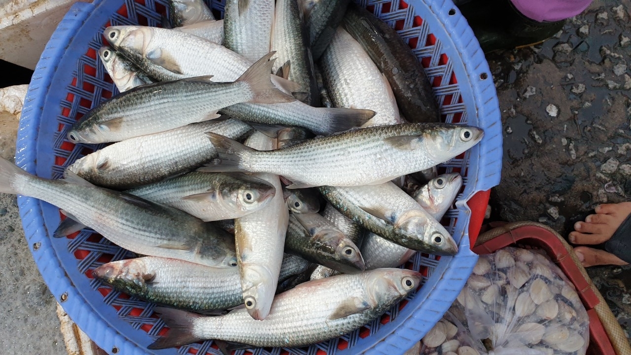 cá nước lợ 5