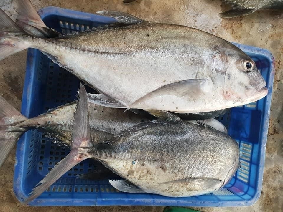 cá nước lợ 6