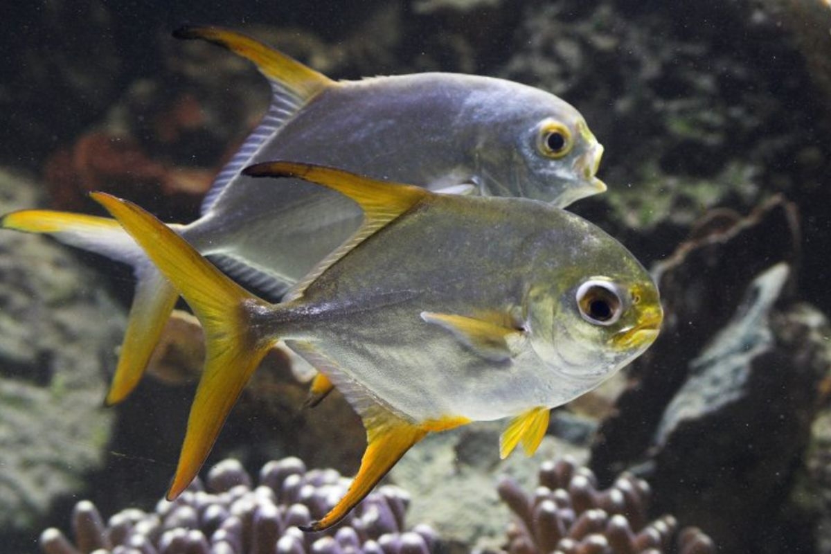 cá nước lợ 7
