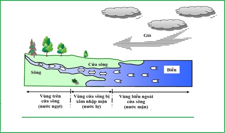cá nước lợ