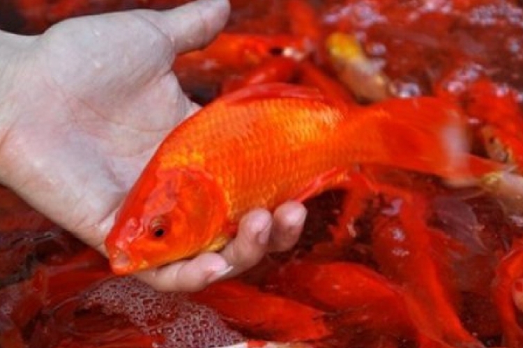 Cách chọn mua cá chép