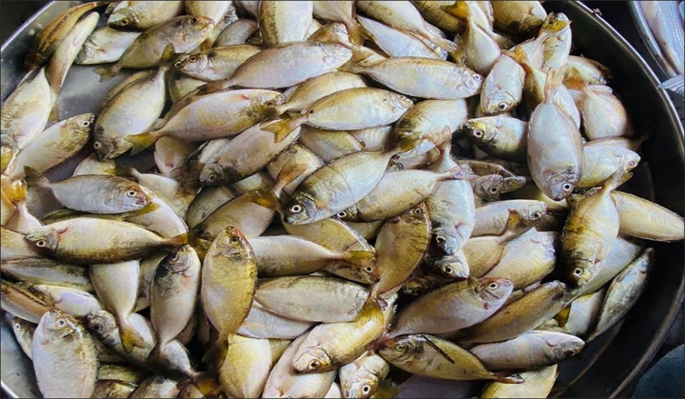 Hướng dẫn cách chọn mua cá kình tươi ngon