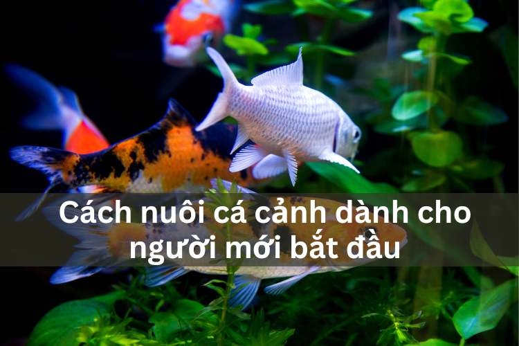 nuôi cá cảnh