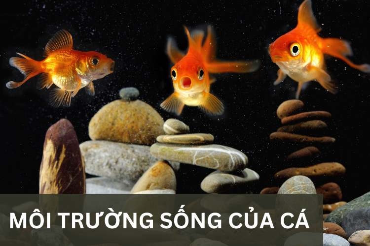 môi trường sống của cá