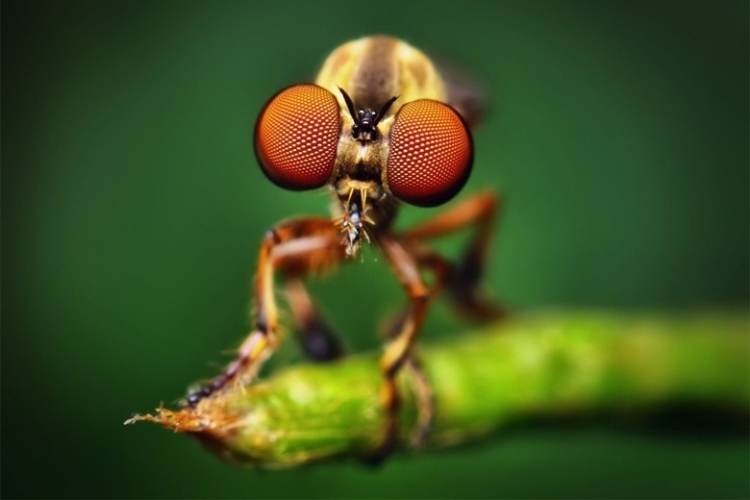 Macro trong chụp ảnh