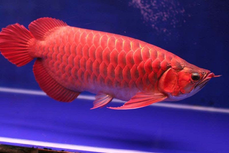Cá cảnh hình 4