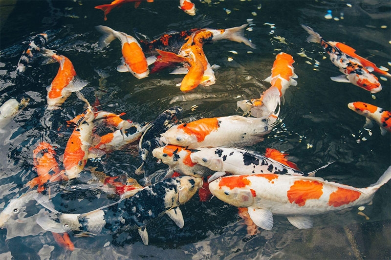Cá cảnh hình 6