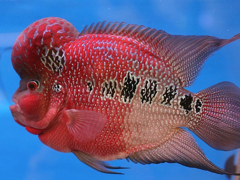 Cá cảnh hình 8
