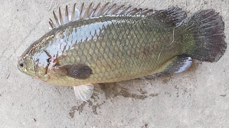 Cá rô đồng 4