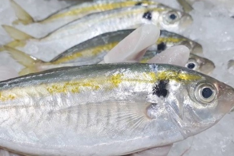 Cách chọn cá chỉ vàng tươi ngon