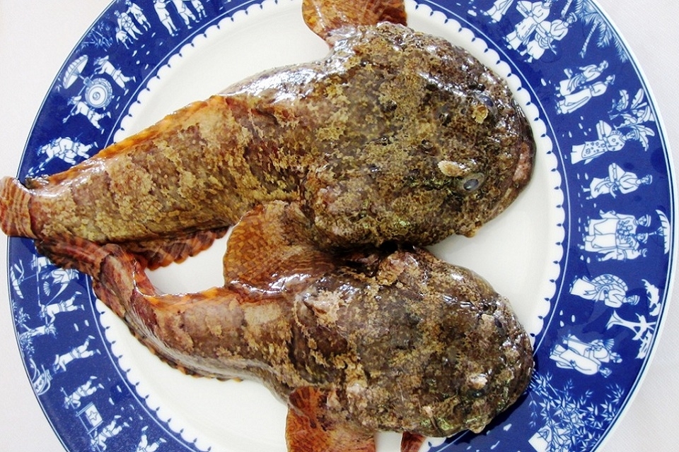 Cá mao ếch 3
