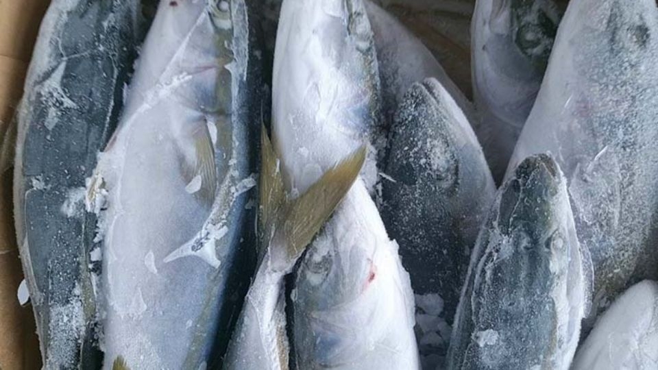 Cá cam đông lạnh