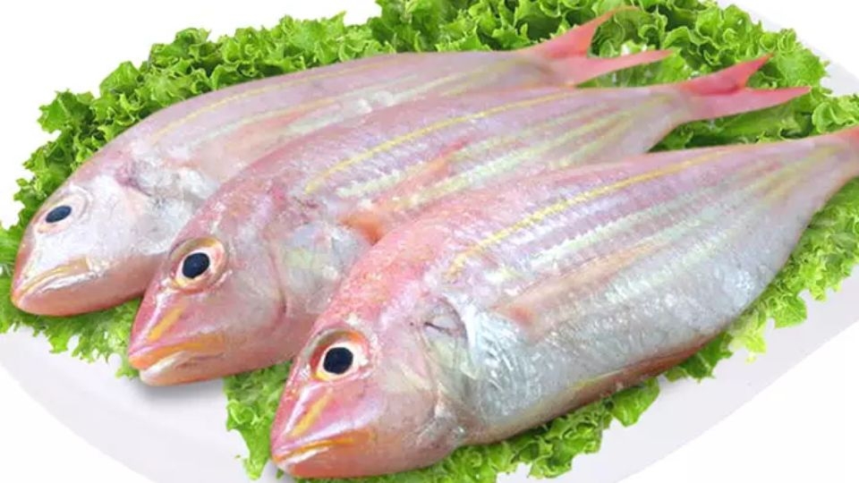 Cá hường