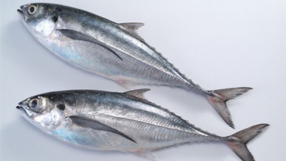 Cá sòng