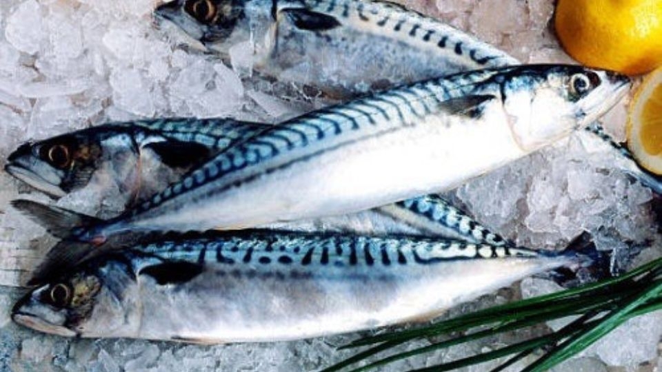 Cá nục