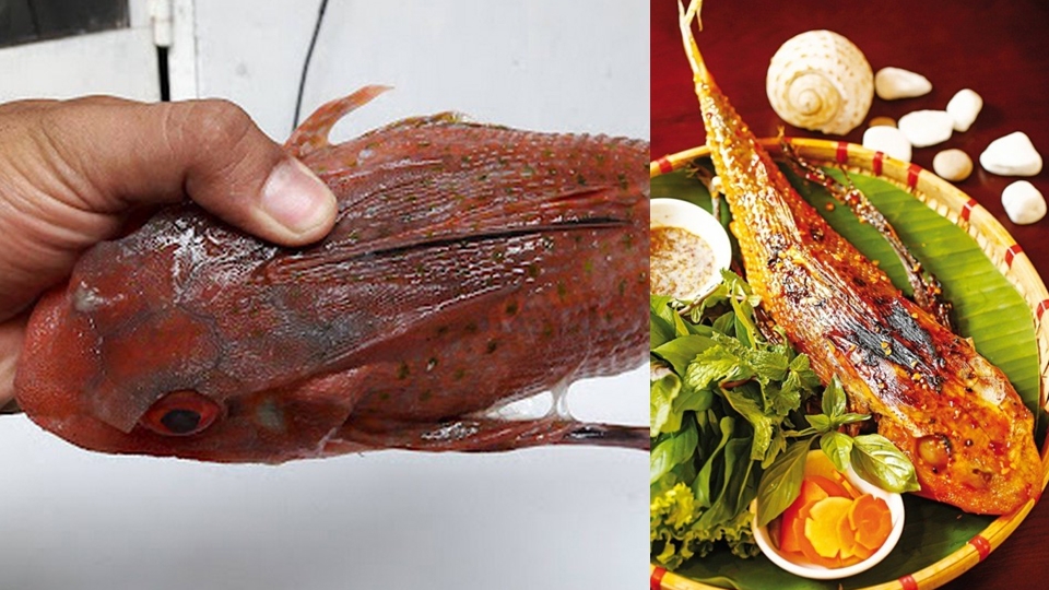 Cá tắc kè xuất hiện nhiều tại vùng biển khu vực Nam Trung Bộ.