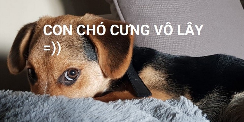 Ví dụ cụ thể về cưng vô lây