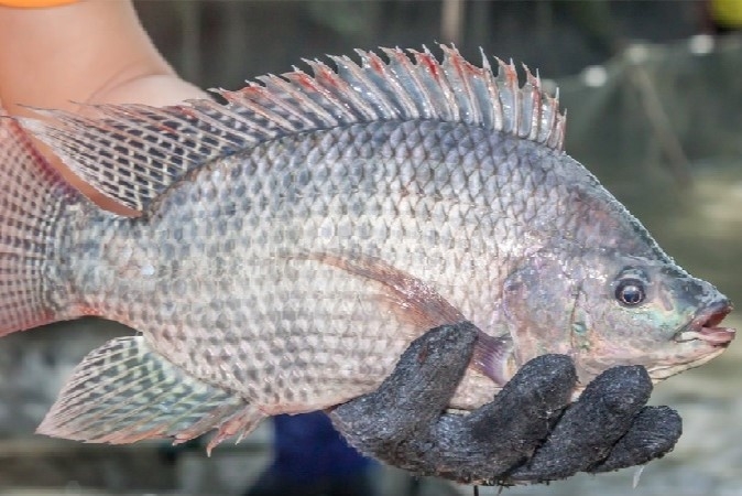 Cá rô phi - 1