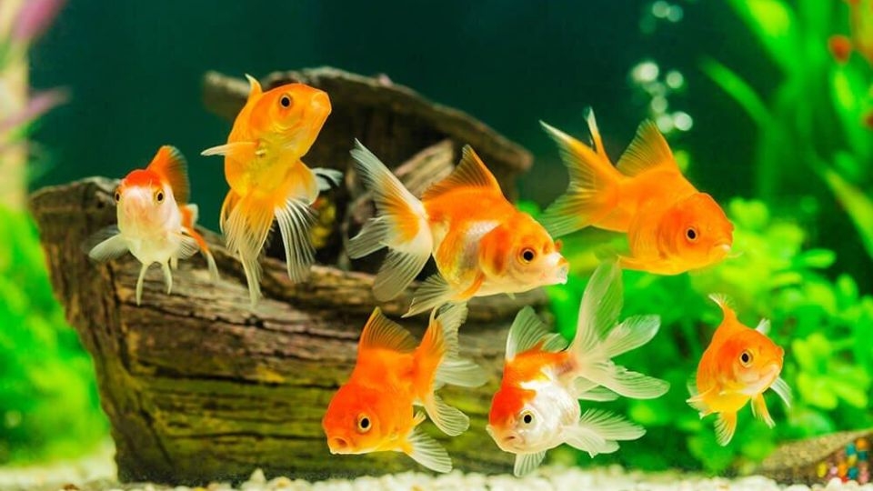 Giá trị phong thuỷ của việc đặt bể cá trong nhà