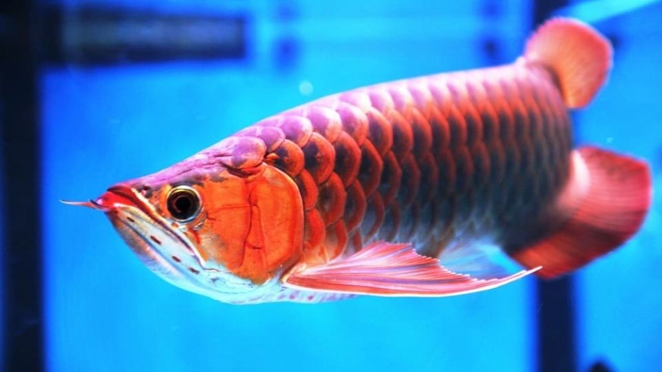 Nuôi cá phong thuỷ theo tuổi