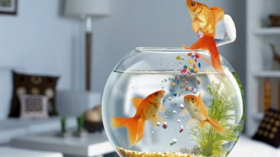 Những điều cần kiêng kỵ khi đặt bể cá