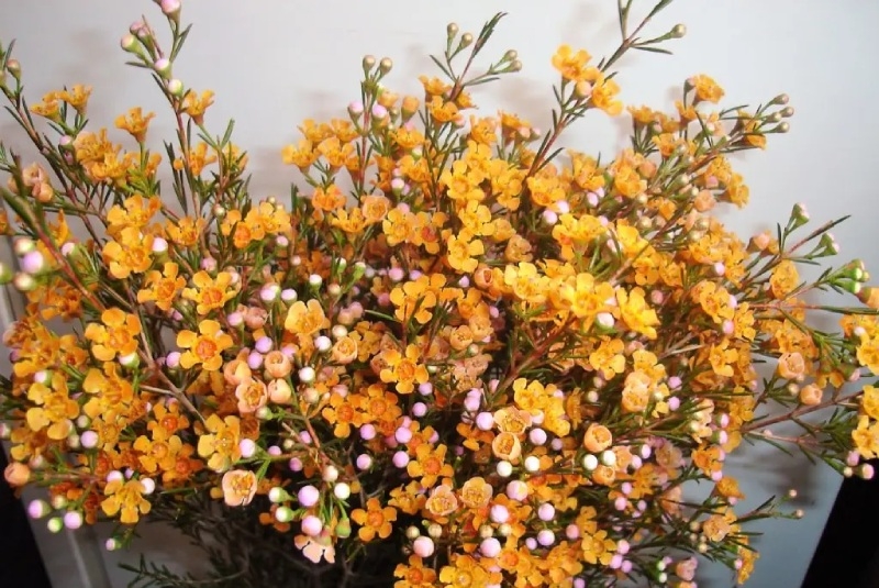 Cách cắm hoa thanh liễu hình 8