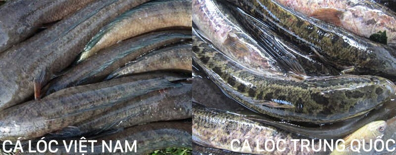 Các cách phân biệt cá lóc Việt Nam với cá lóc Trung Quốc