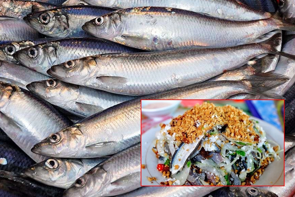 Cá trích là loại cá béo tốt cho sức khỏe.