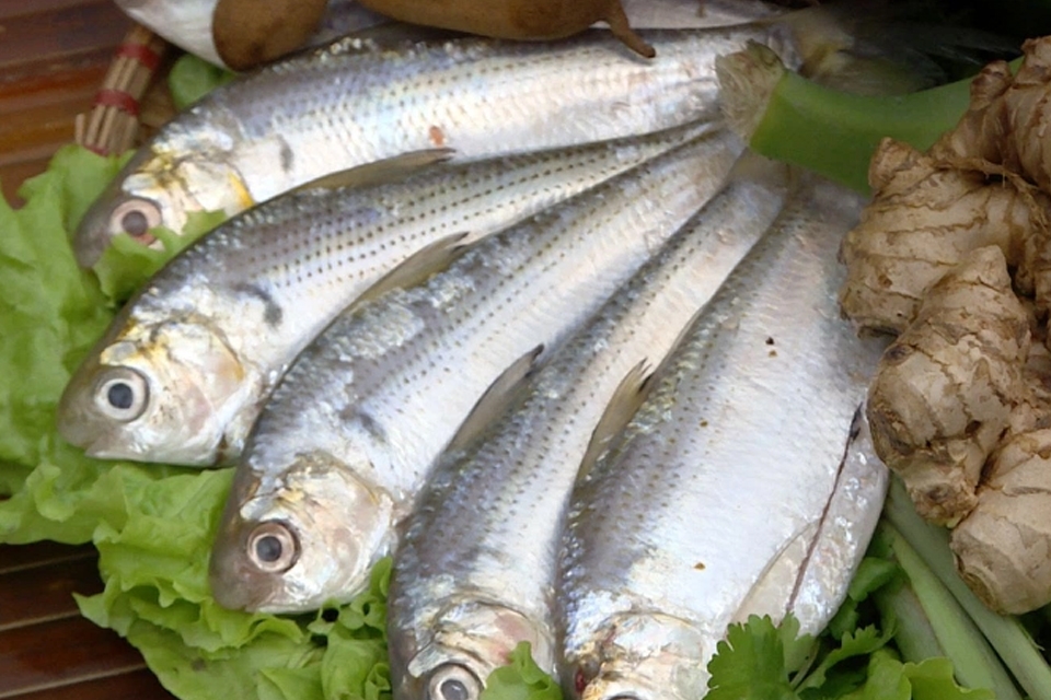 Cá mòi thuộc nhóm cá béo có hàm lượng omega-3 và vitamin B12 cao.