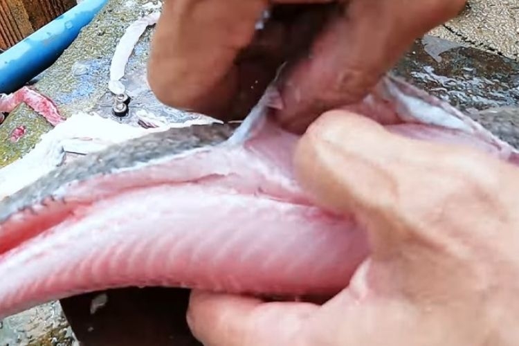cá quả (hình 8)