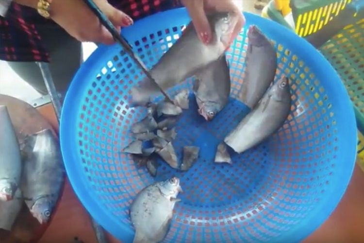 Sơ chế cá thác lác